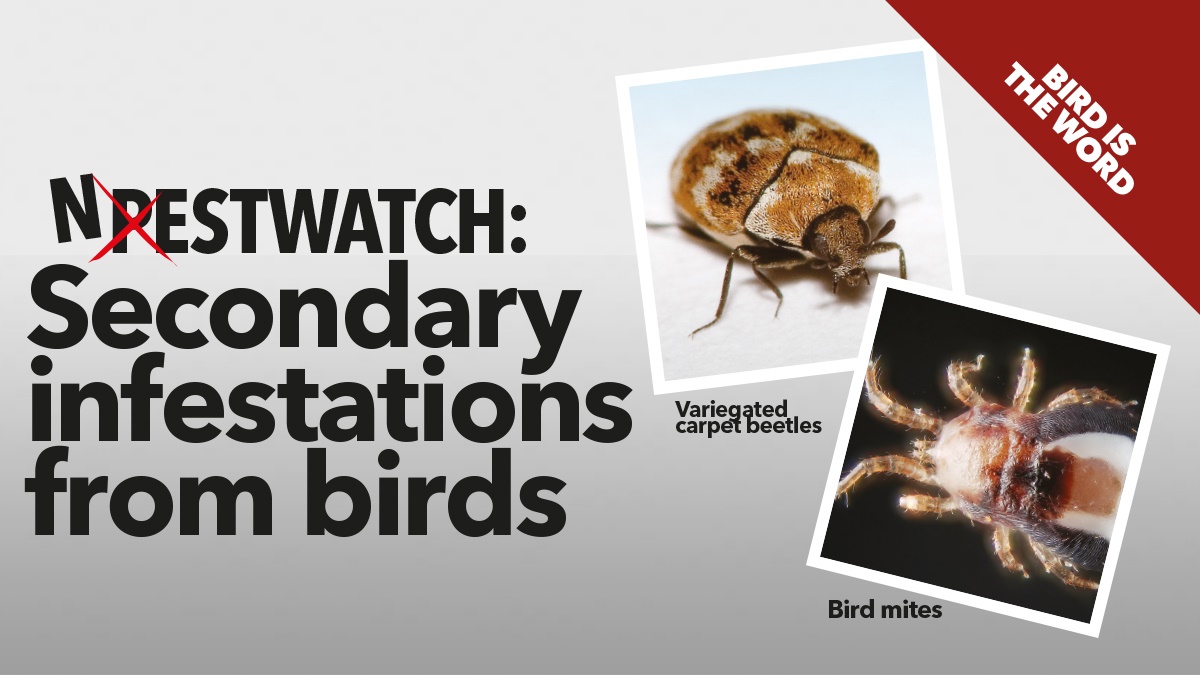 Secondary infestations from birds Secondary infestations from birds